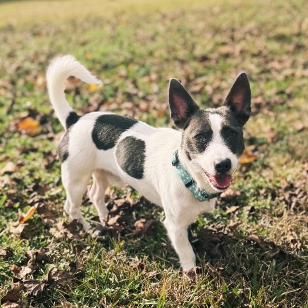 Enlarge Nash, a Adoptable mixed breed in Baton Rouge, LA image 4/4