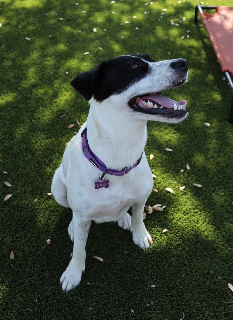 Molly Anne , a Adoptable mixed breed in Paradise, TX image 1/6