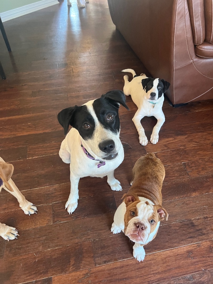 Molly Anne , a Adoptable mixed breed in Paradise, TX image 2/6