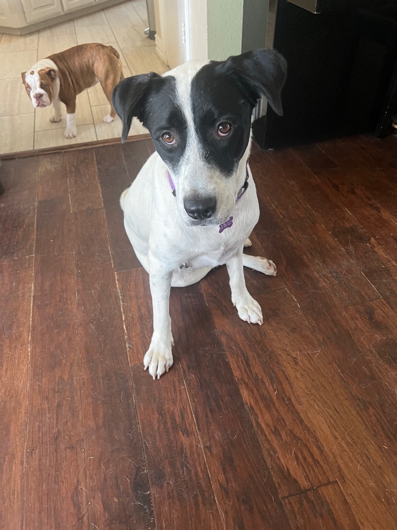 Molly Anne , a Adoptable mixed breed in Paradise, TX image 3/6