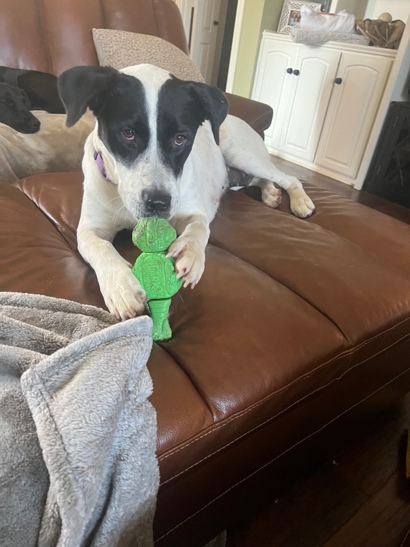 Molly Anne , a Adoptable mixed breed in Paradise, TX image 5/6