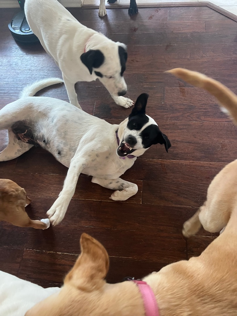 Molly Anne , a Adoptable mixed breed in Paradise, TX image 6/6