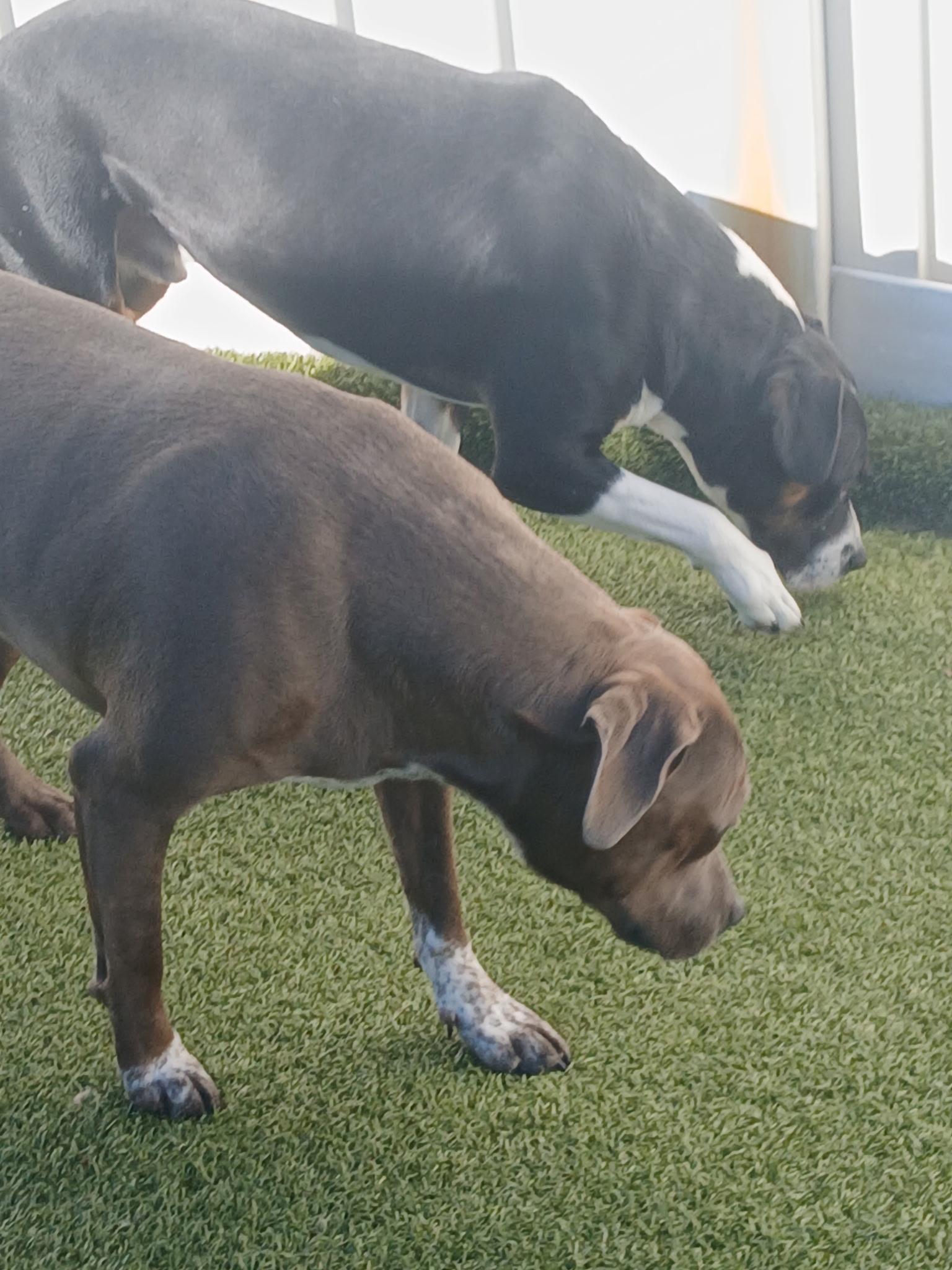 Casina, Adoptable, Adult Female American Staffordshire Terrier.