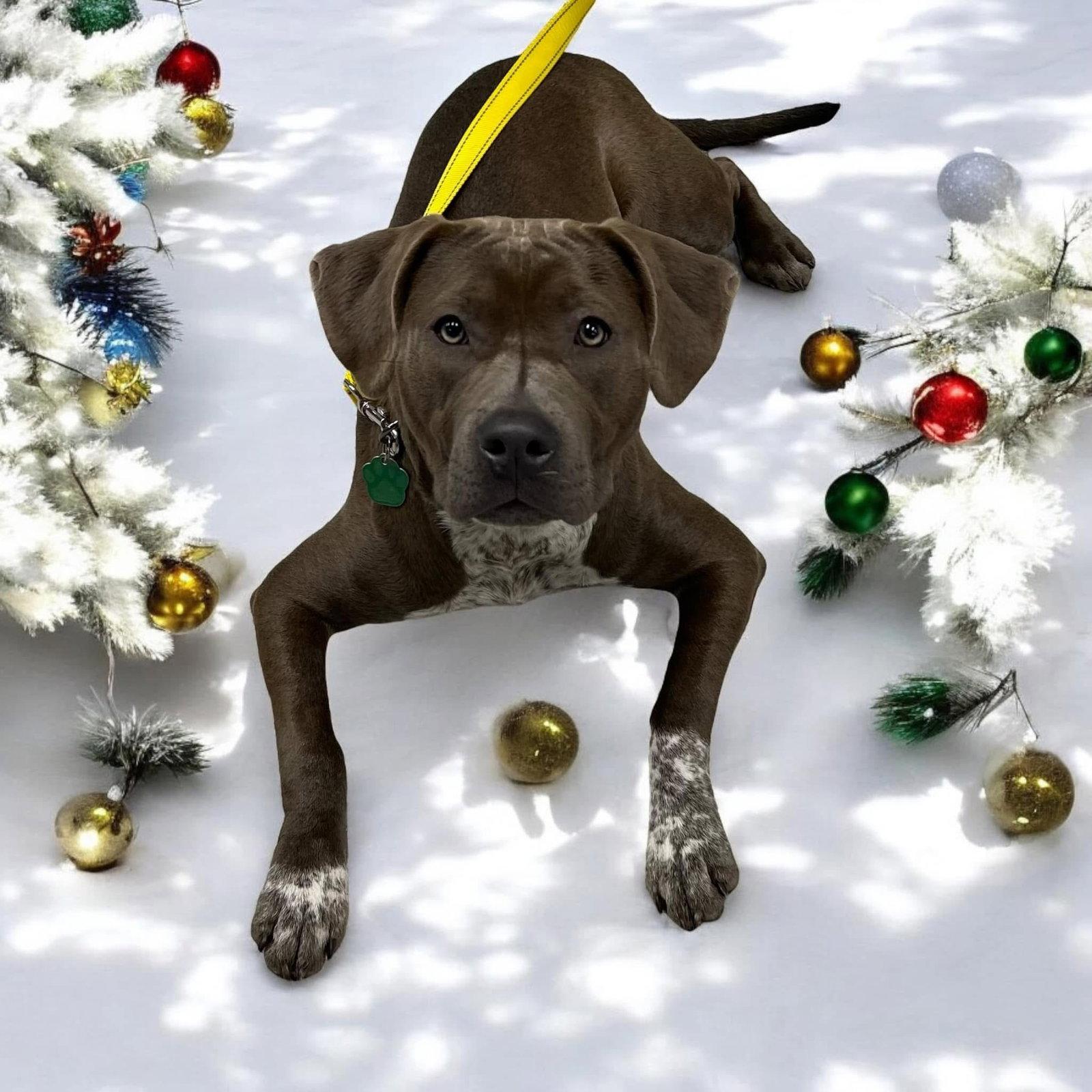 Enlarge Casina, a Adoptable American Staffordshire Terrier in Tonawanda, NY image 2/3