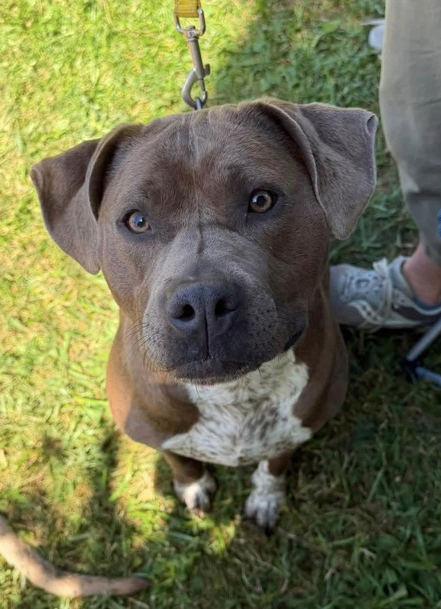 Enlarge Casina, a Adoptable American Staffordshire Terrier in Tonawanda, NY image 2/3