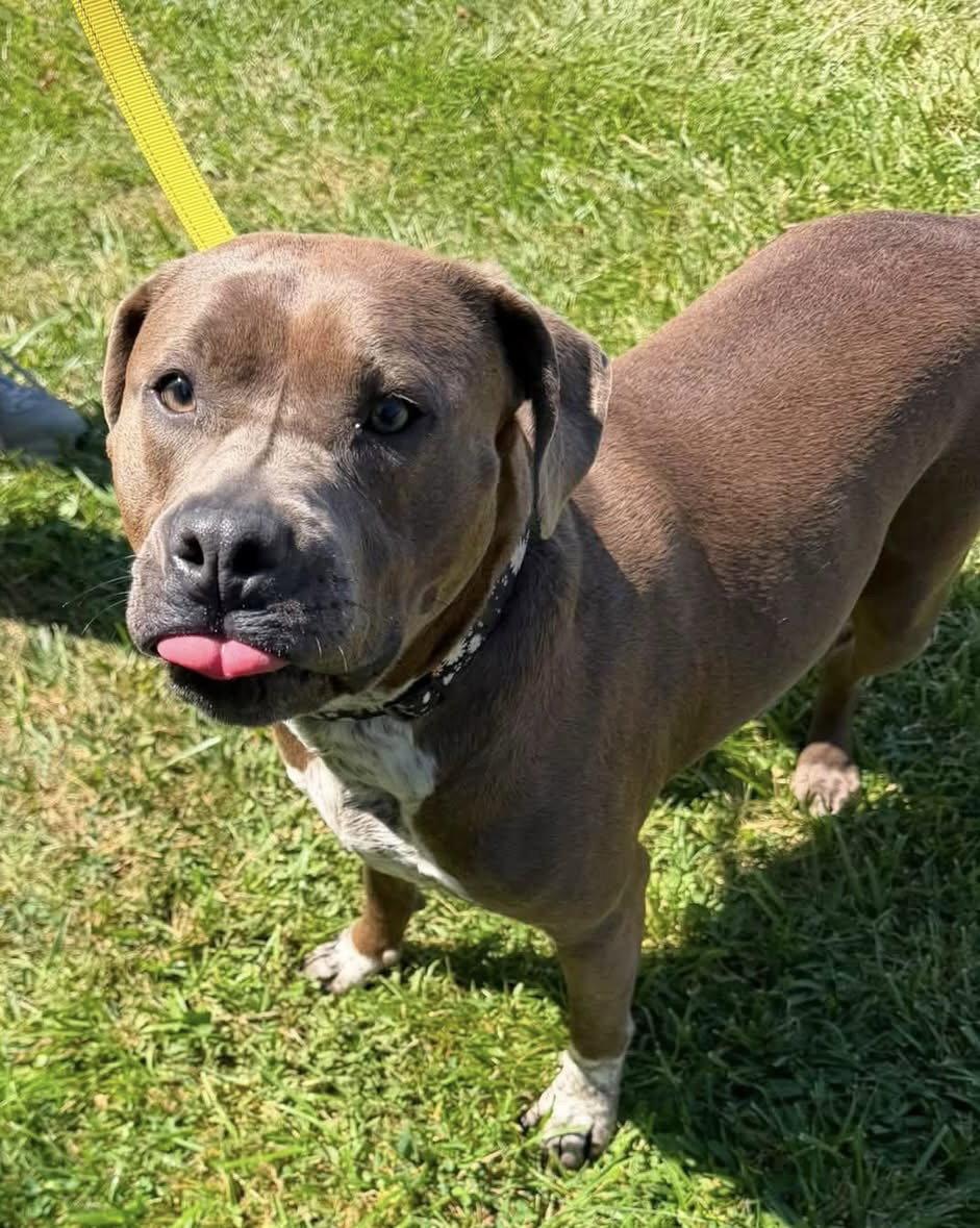 Enlarge Casina, a Adoptable American Staffordshire Terrier in Tonawanda, NY image 3/3