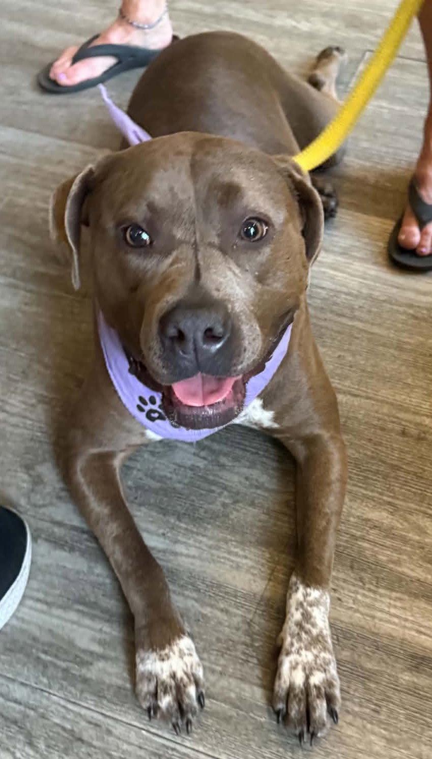 Casina, a Adoptable American Staffordshire Terrier in Tonawanda, NY image 3/3