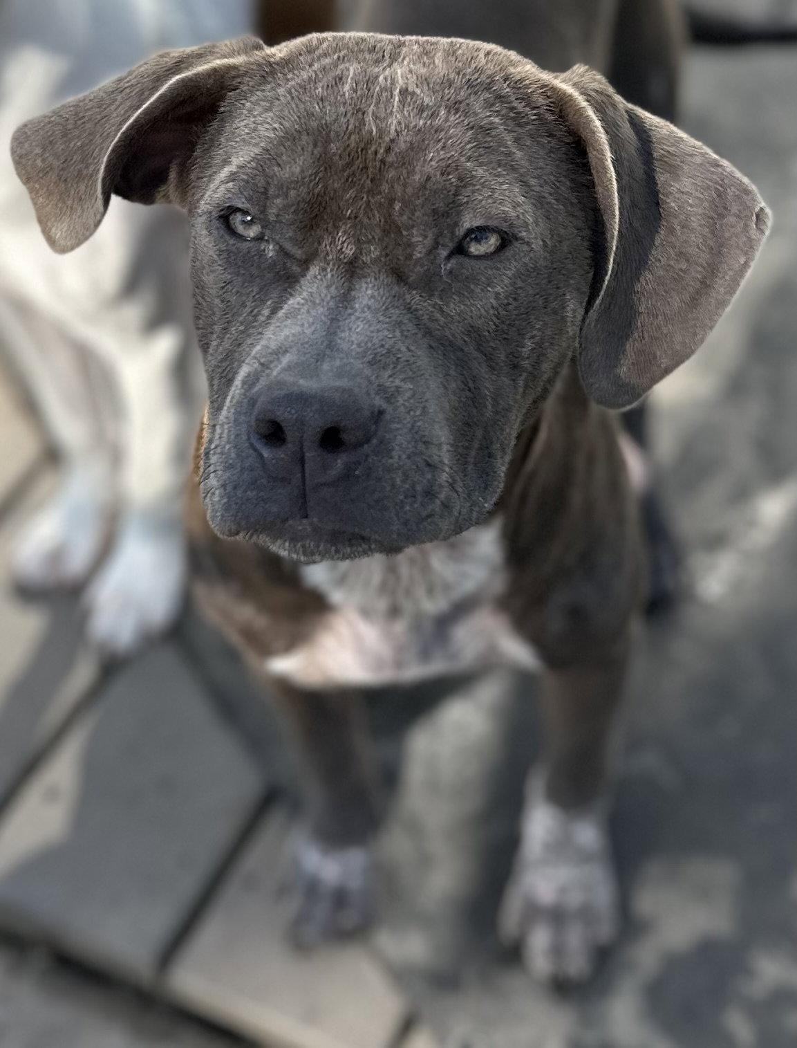 Enlarge Casina, a Adoptable American Staffordshire Terrier in Tonawanda, NY image 3/3