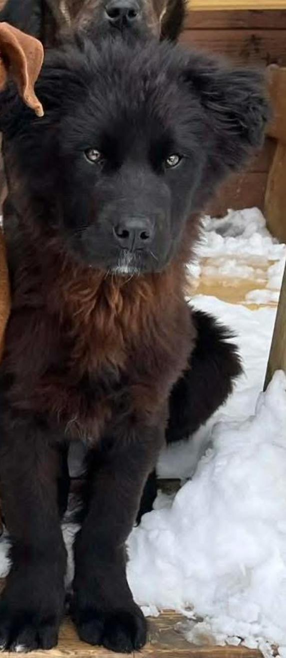 Hank, an adopted mixed breed in Calgary, AB image 1/2