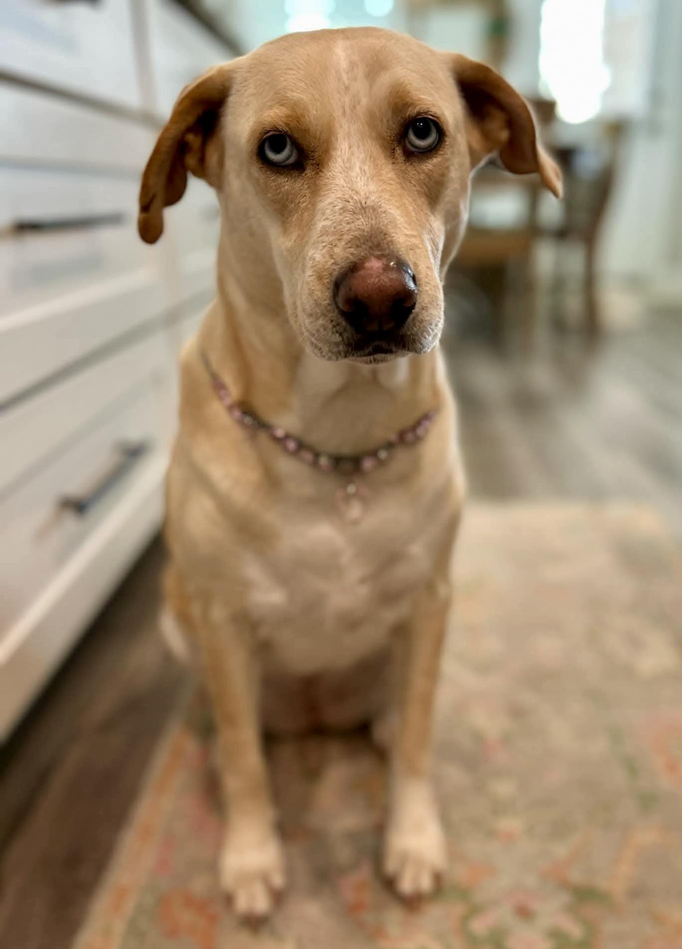 Enlarge Flora, a Adoptable mixed breed in Longview, WA image 4/6