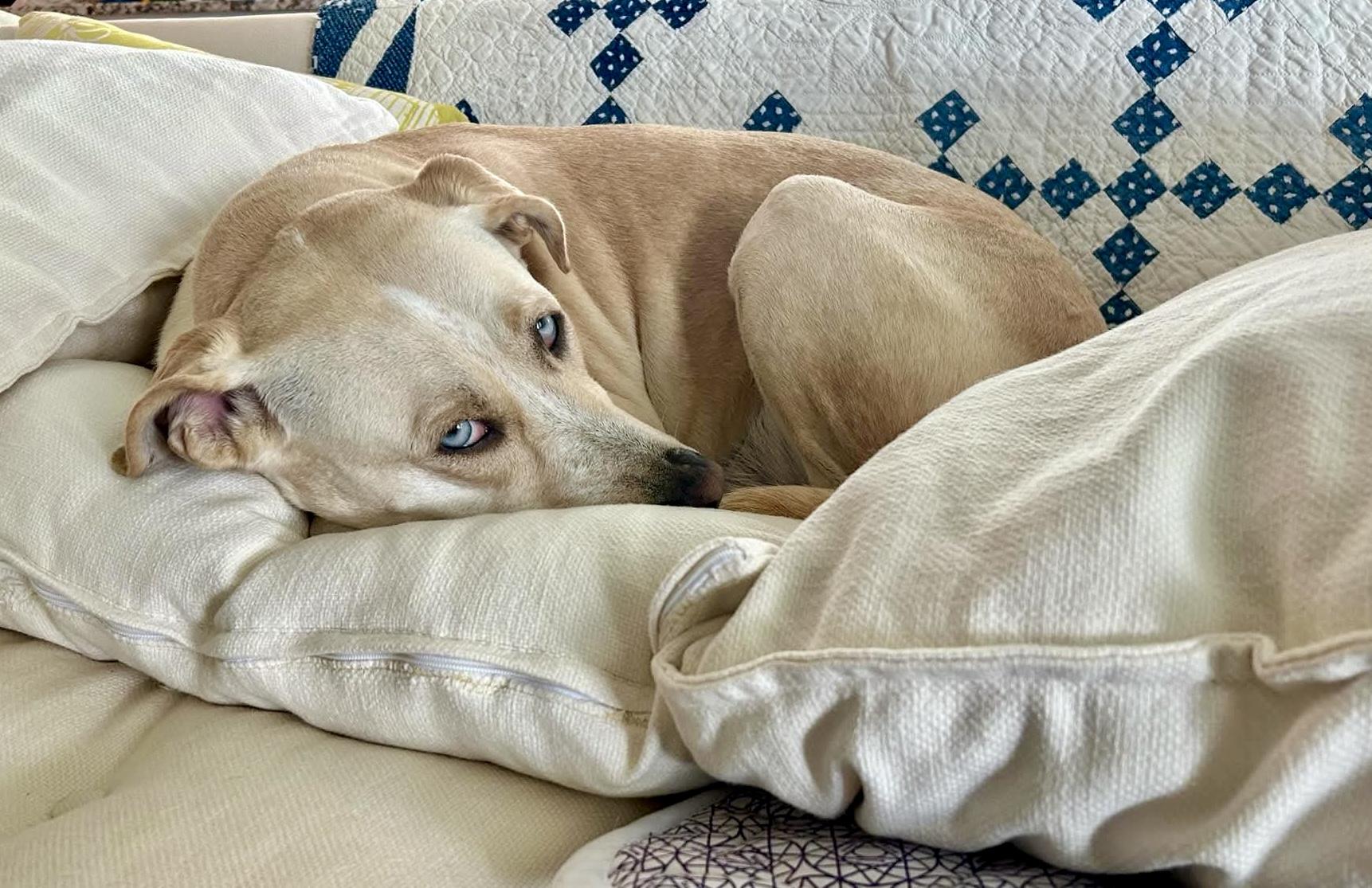 Enlarge Flora, a Adoptable mixed breed in Longview, WA image 5/6