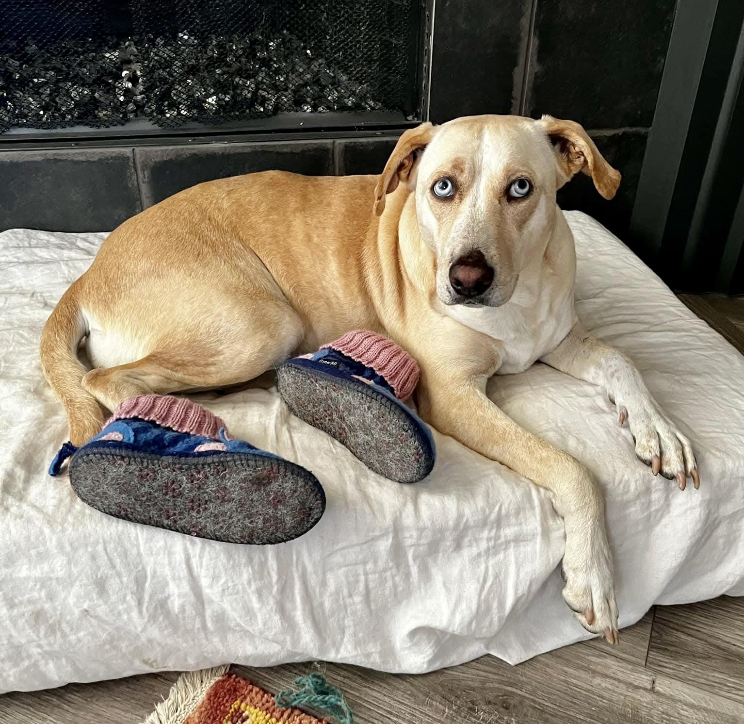 Enlarge Flora, a Adoptable mixed breed in Longview, WA image 3/6