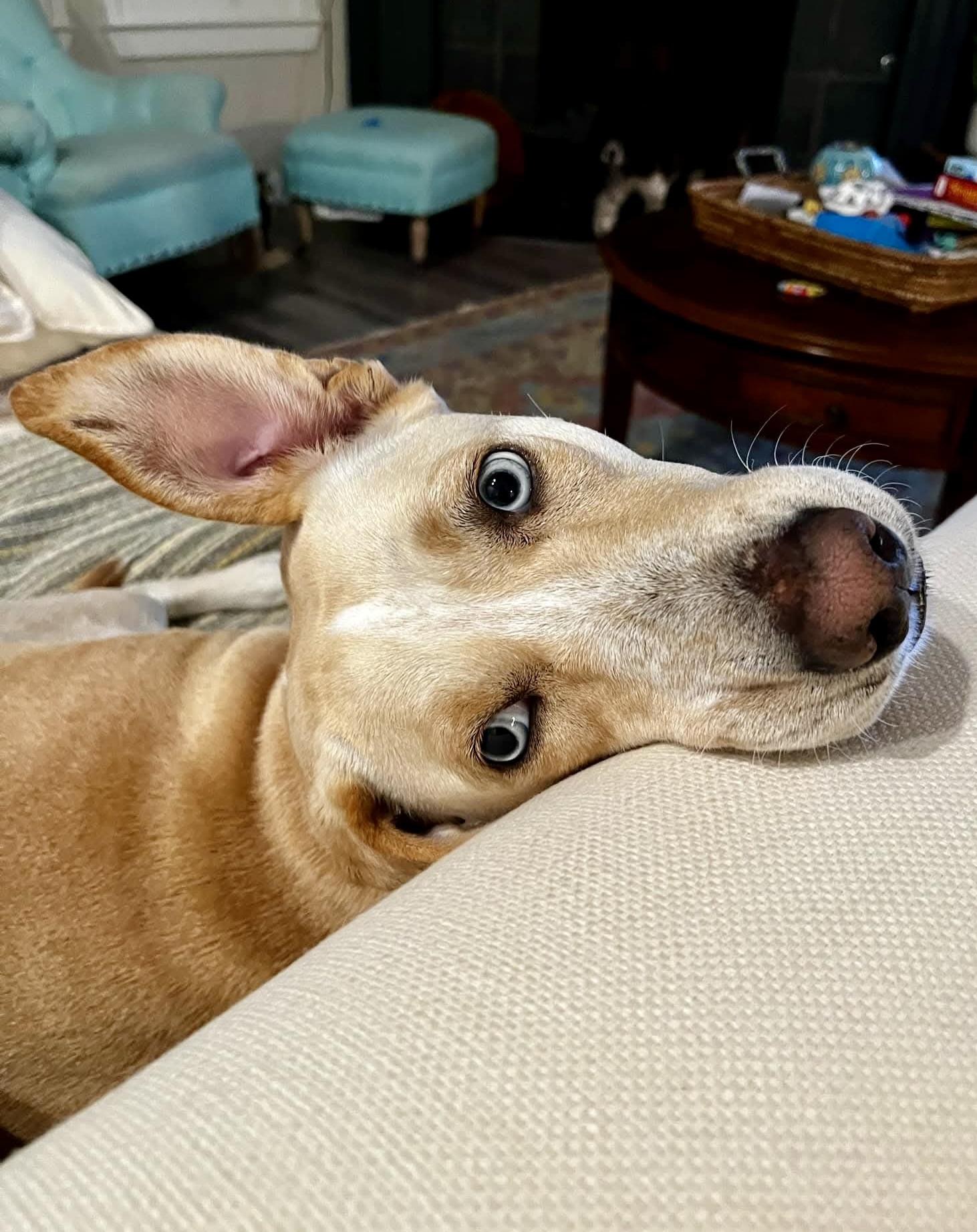 Enlarge Flora, a Adoptable mixed breed in Longview, WA image 2/6