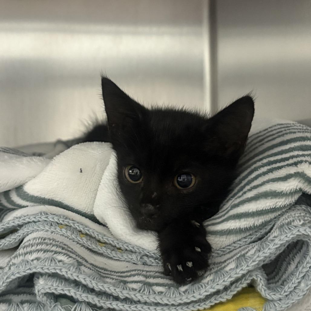 Stella Luna, Adoptable, Kitten Female Domestic Short Hair.