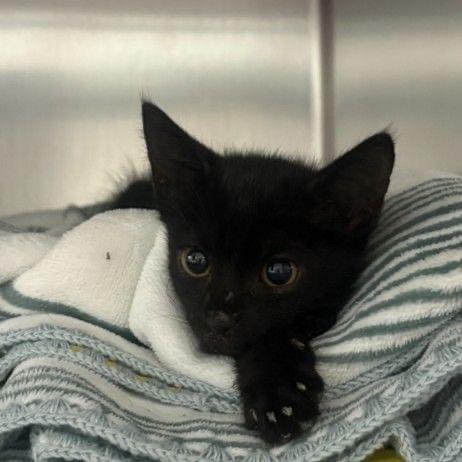 Enlarge Stella Luna, a Adoptable Domestic Short Hair in Mayer, MN image 2/2
