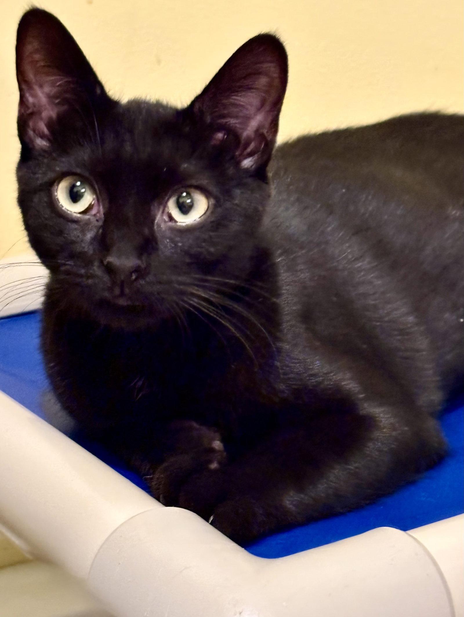 Enlarge Finn, a Adoptable Bombay in Flint Hill, VA image 1/1