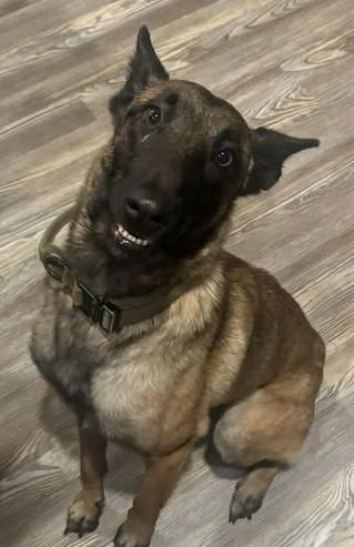 Faith, Adoptable, Adult Female Belgian Shepherd / Malinois.