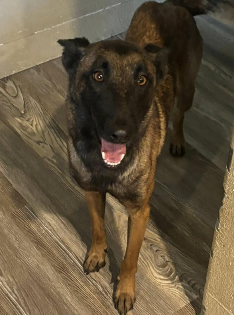 Faith, a Adoptable Belgian Shepherd / Malinois in Chino valley, AZ image 2/2