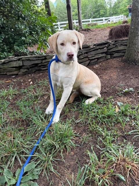 Mellow, Adopted, Puppy Male Labrador Retriever.
