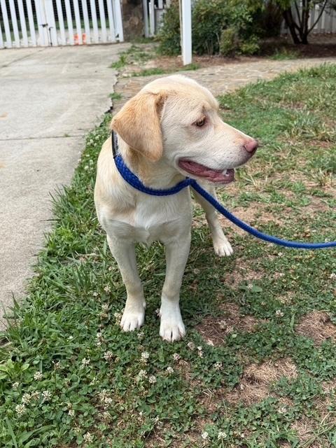 Enlarge Mellow, a Adopted mixed breed in Mocksville, NC image 2/2