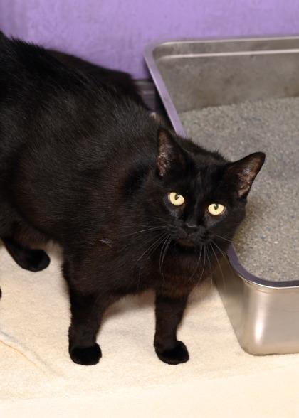 Bill Nye (In a Foster Home), Adoptable, Adult Male Domestic Short Hair & Domestic Short Hair.