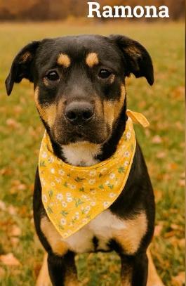 Enlarge Ramona, a Adoptable mixed breed in Dickson, TN image 1/1