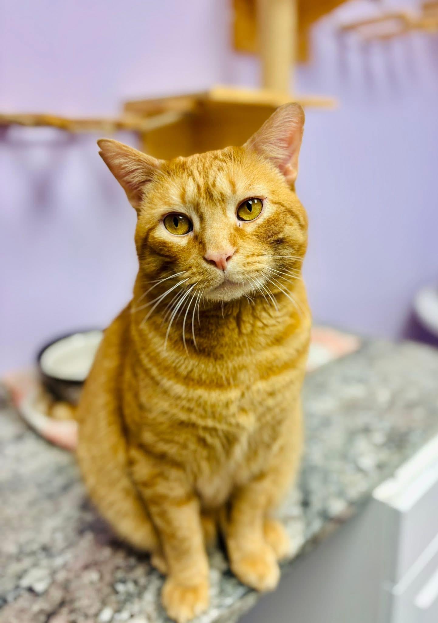 Enlarge Diego, a hold Domestic Short Hair in Manchester, NH image 5/6