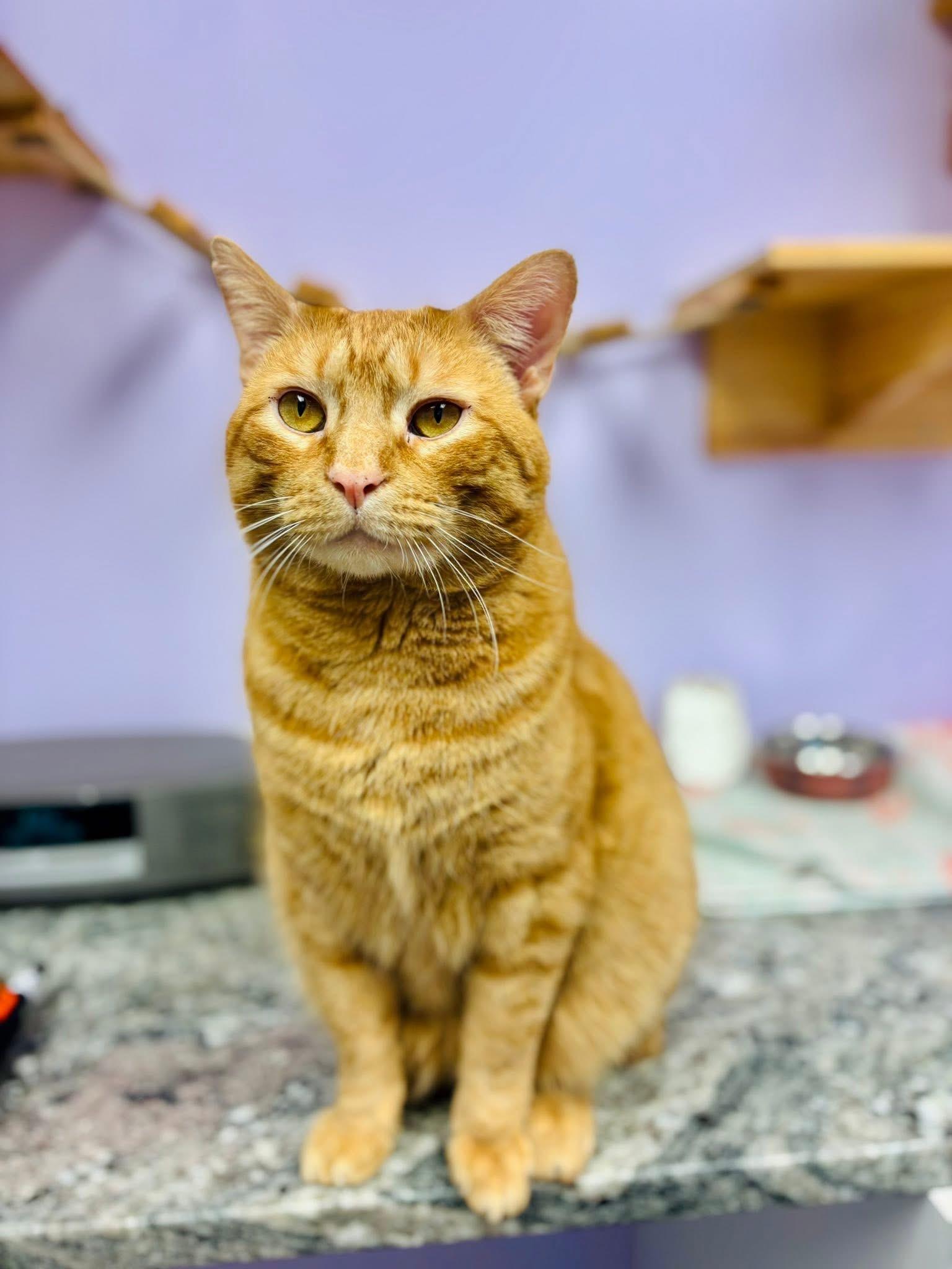 Enlarge Diego, a hold Domestic Short Hair in Manchester, NH image 6/6