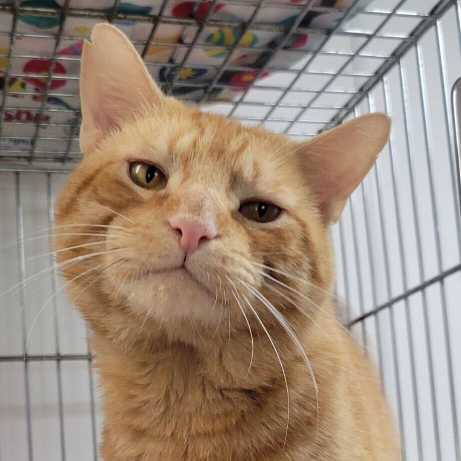 Enlarge Diego- FIV+, a Adoptable Domestic Short Hair in Manchester, NH image 1/1