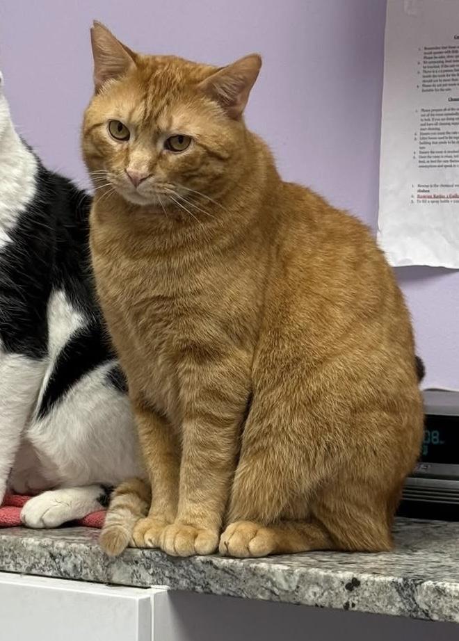 Enlarge Diego, a hold Domestic Short Hair in Manchester, NH image 3/6