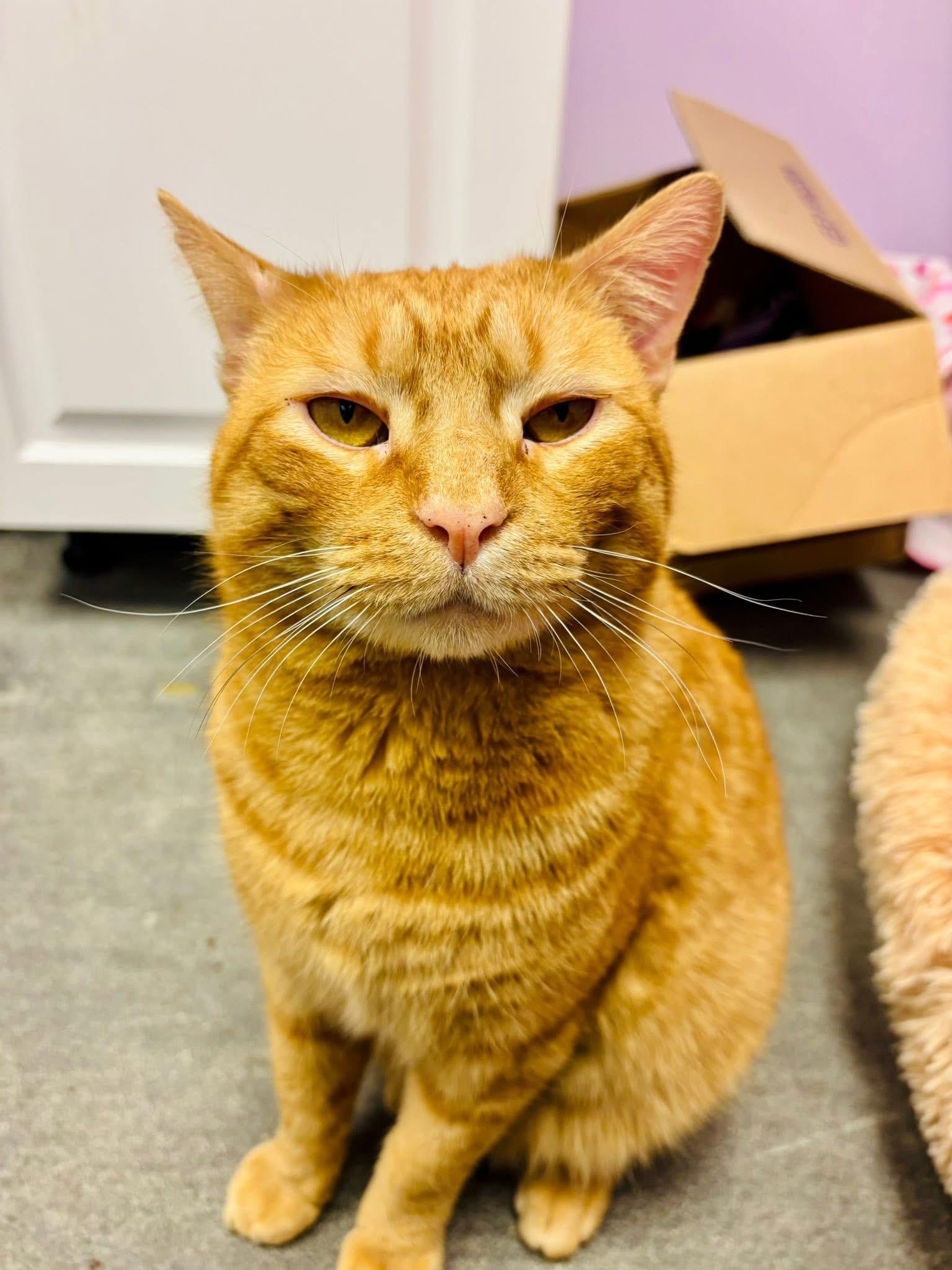 Enlarge Diego, a hold Domestic Short Hair in Manchester, NH image 4/6