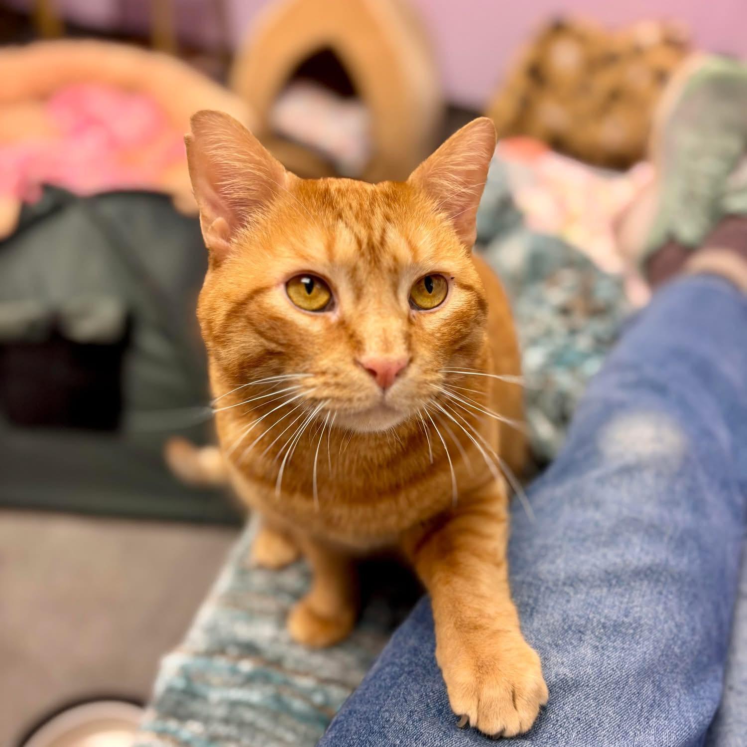 Enlarge Diego, a Adoptable Domestic Short Hair in Manchester, NH image 2/2