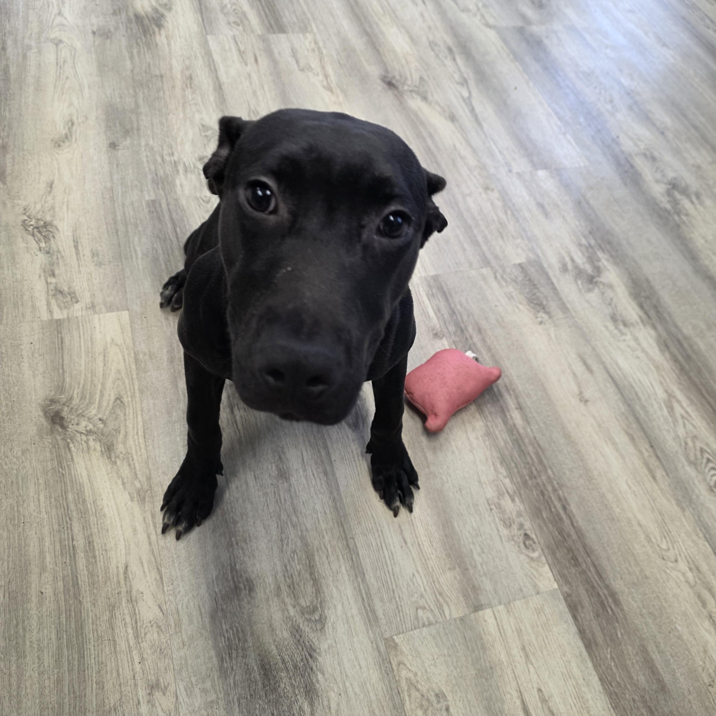 Enlarge Honolulu, a ADOPTABLE Mixed Breed in PHILADELPHIA, TN image 2/2