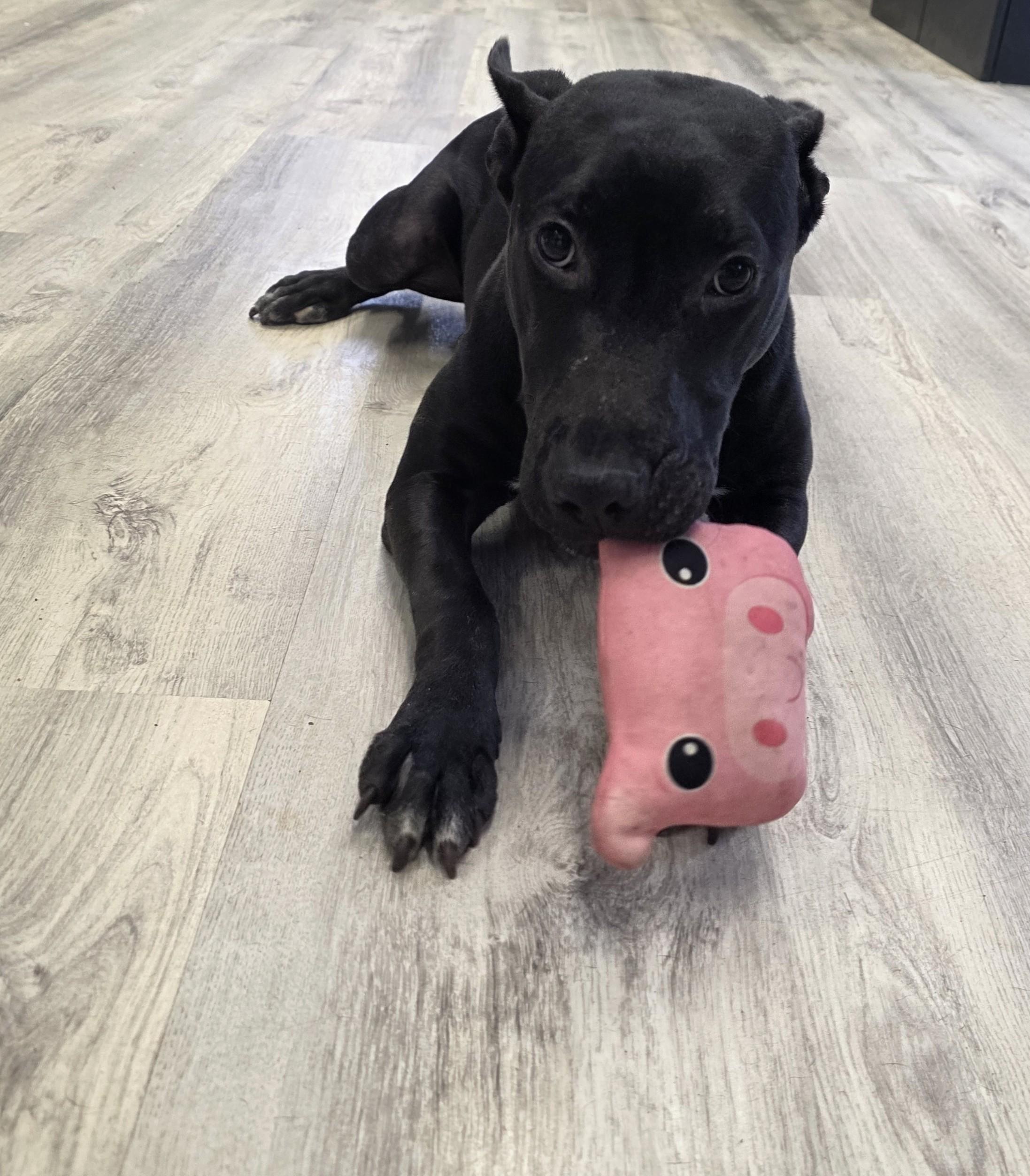 Enlarge Honolulu, a ADOPTABLE Mixed Breed in PHILADELPHIA, TN image 1/2