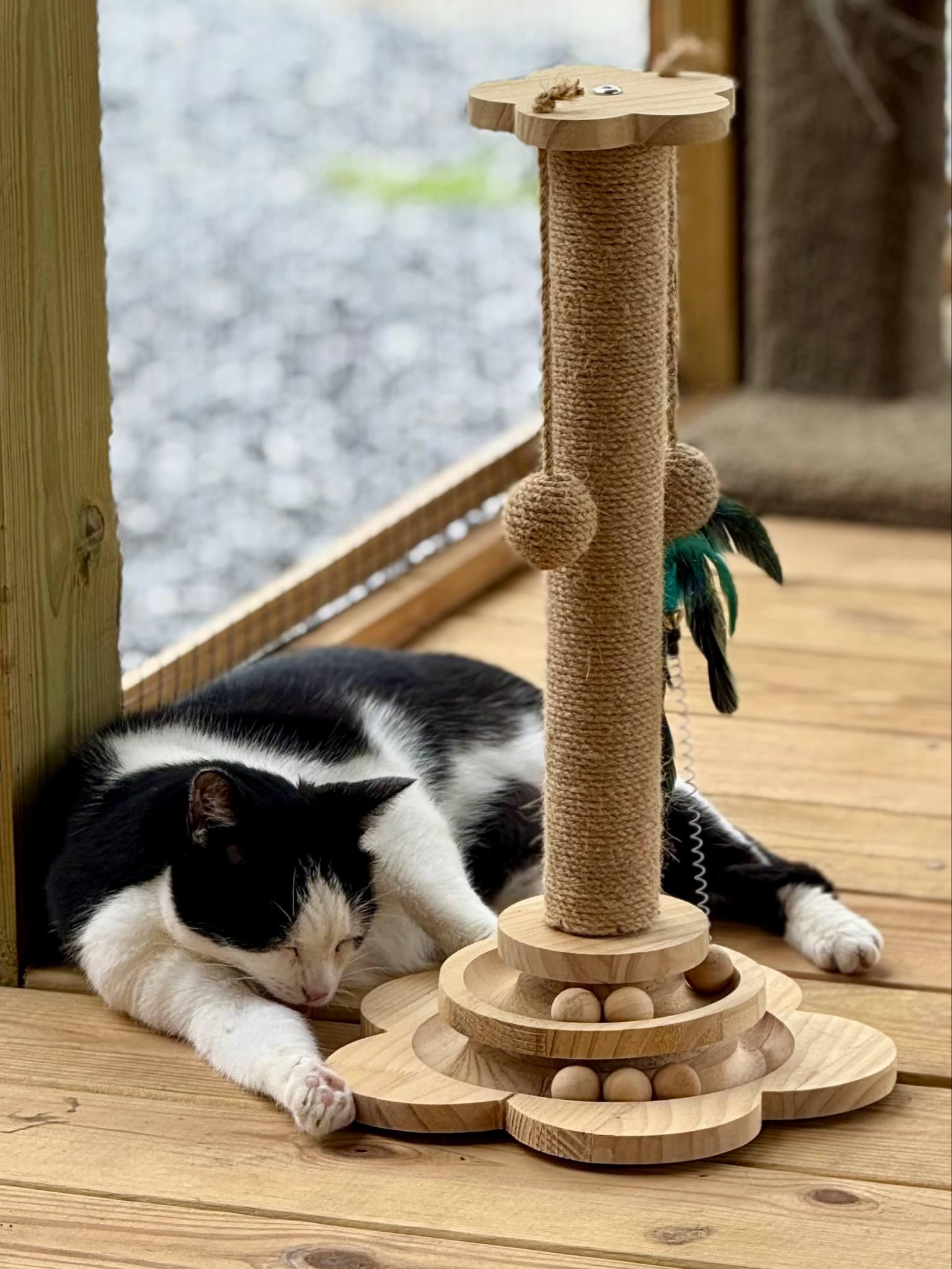 Enlarge Minnie CT, a Adoptable Domestic Short Hair in Milford, CT image 4/5