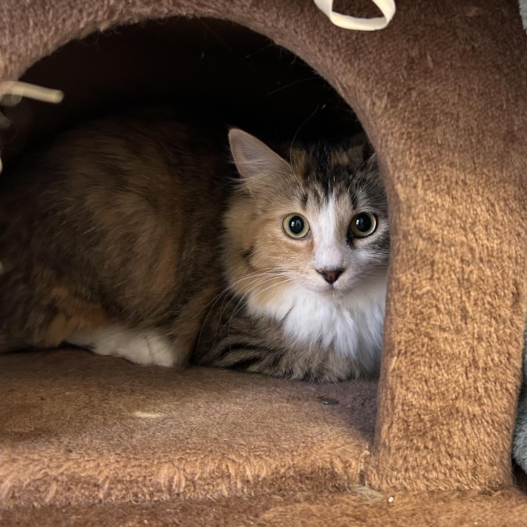 Paddy, Adoptable, Adult Female Domestic Medium Hair.