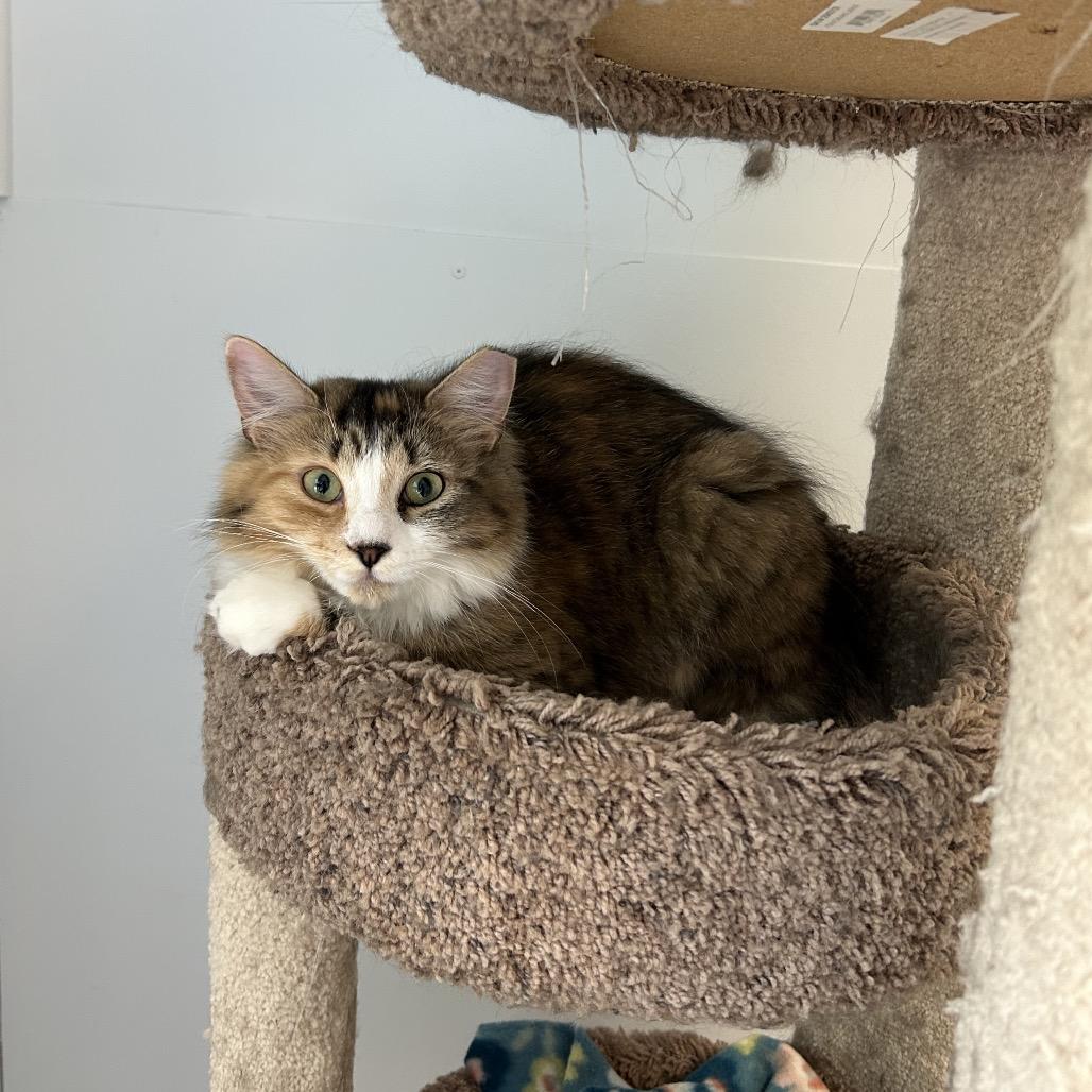 Enlarge Paddy, a Adoptable Domestic Medium Hair in Conway, NH image 2/3