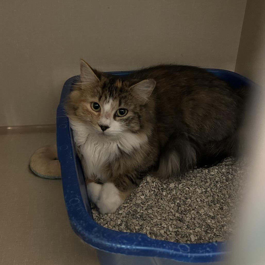 Enlarge Paddy, a Adoptable Domestic Medium Hair in Conway, NH image 1/1