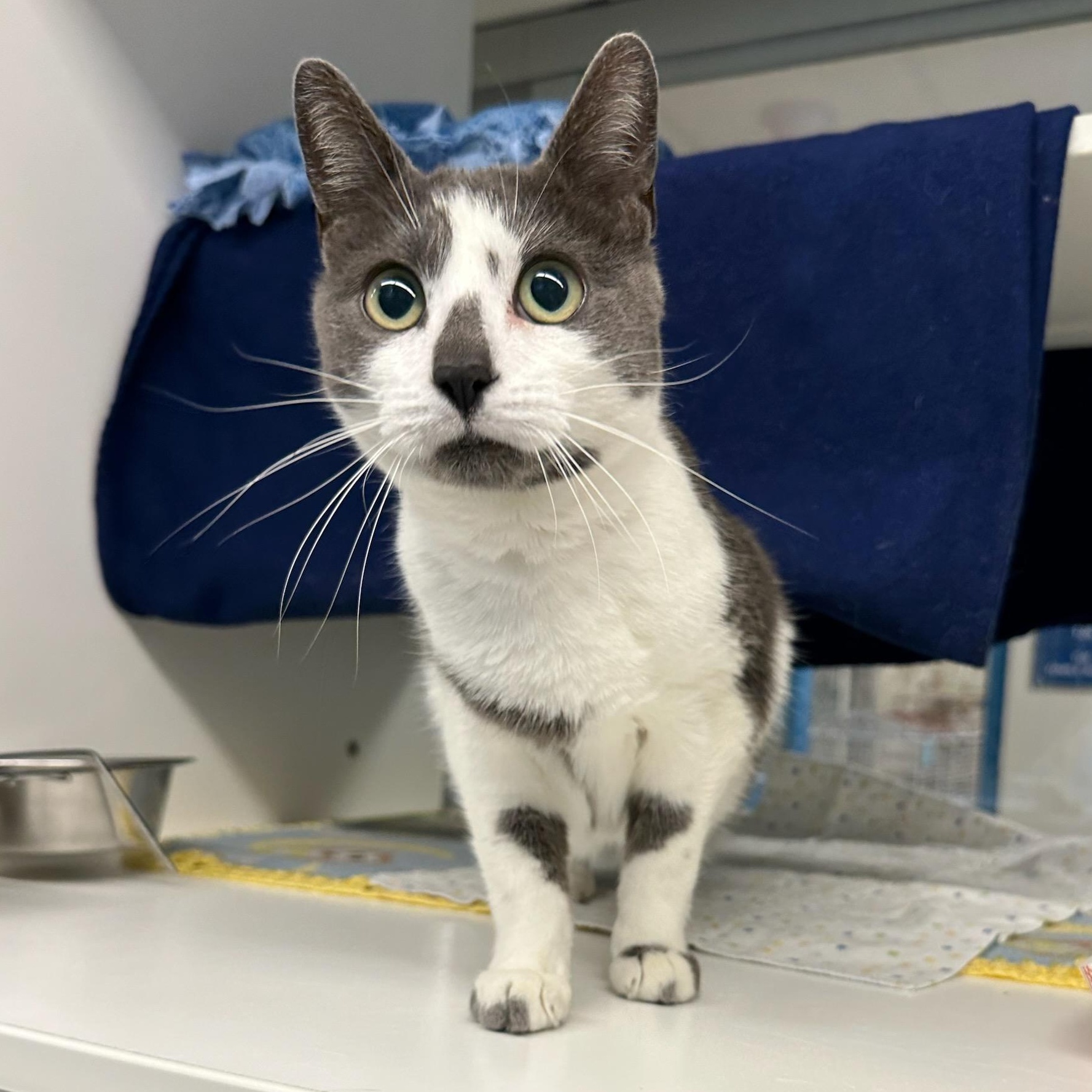 Loki (ID 50574/755), adoptable, Adult Female Domestic Short Hair.