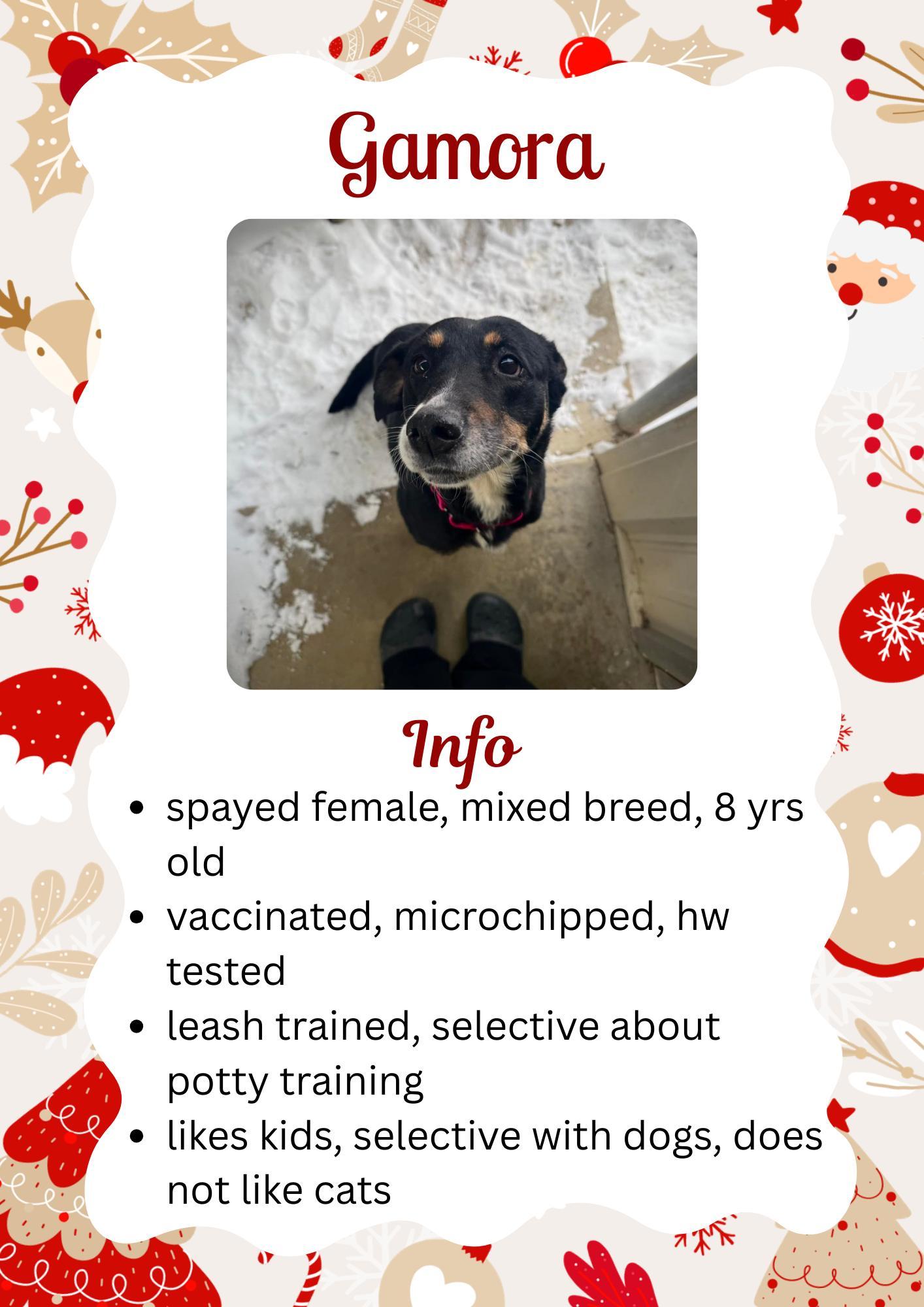 Jovie, ADOPTABLE, Senior Female Mixed Breed.