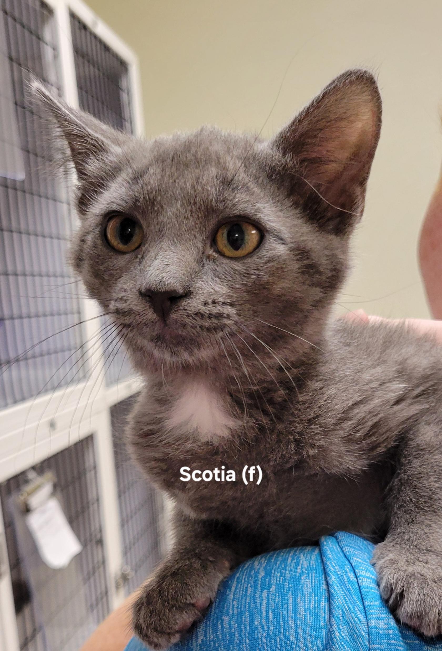Scotia