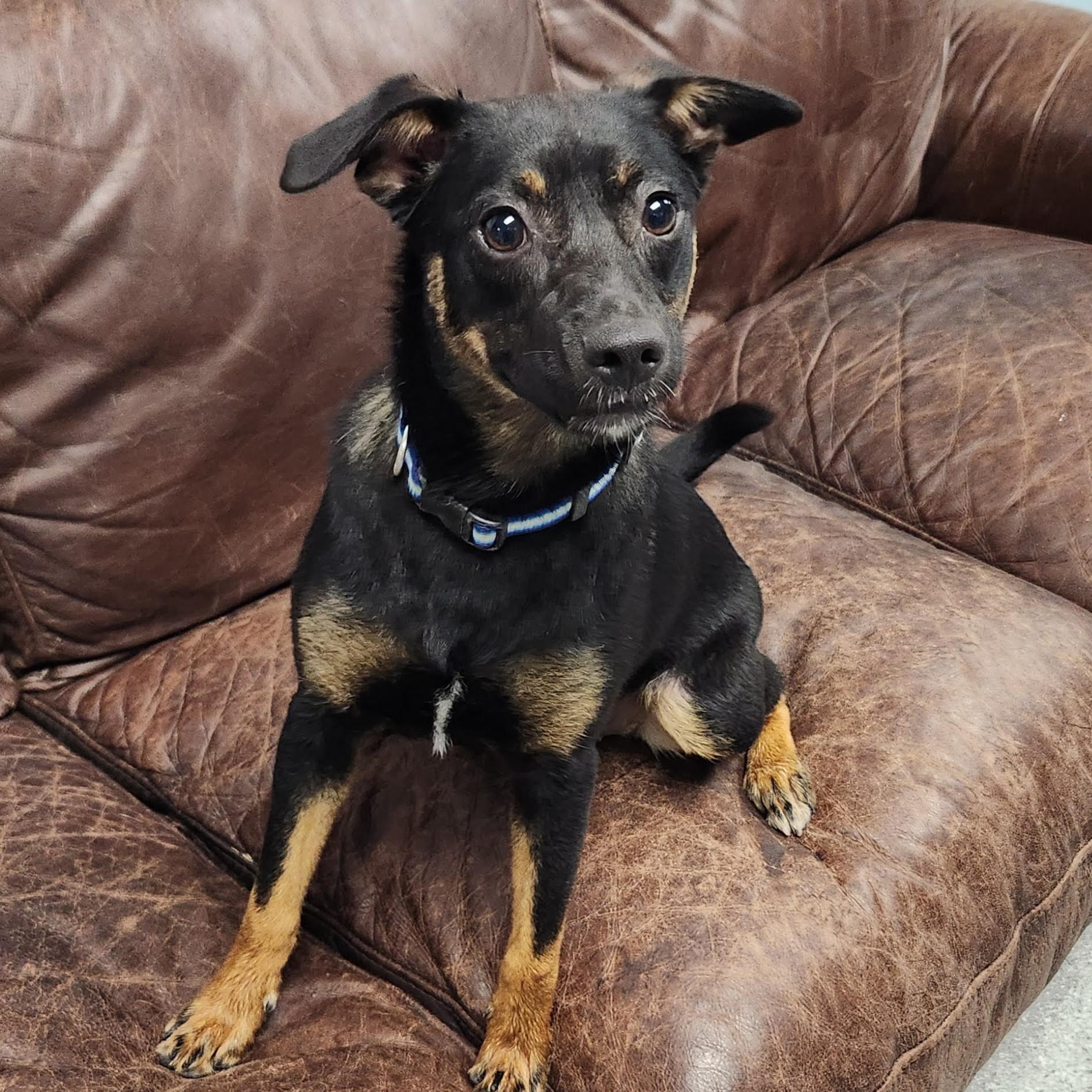Petunia, adopted, Young Female Australian Cattle Dog / Blue Heeler.