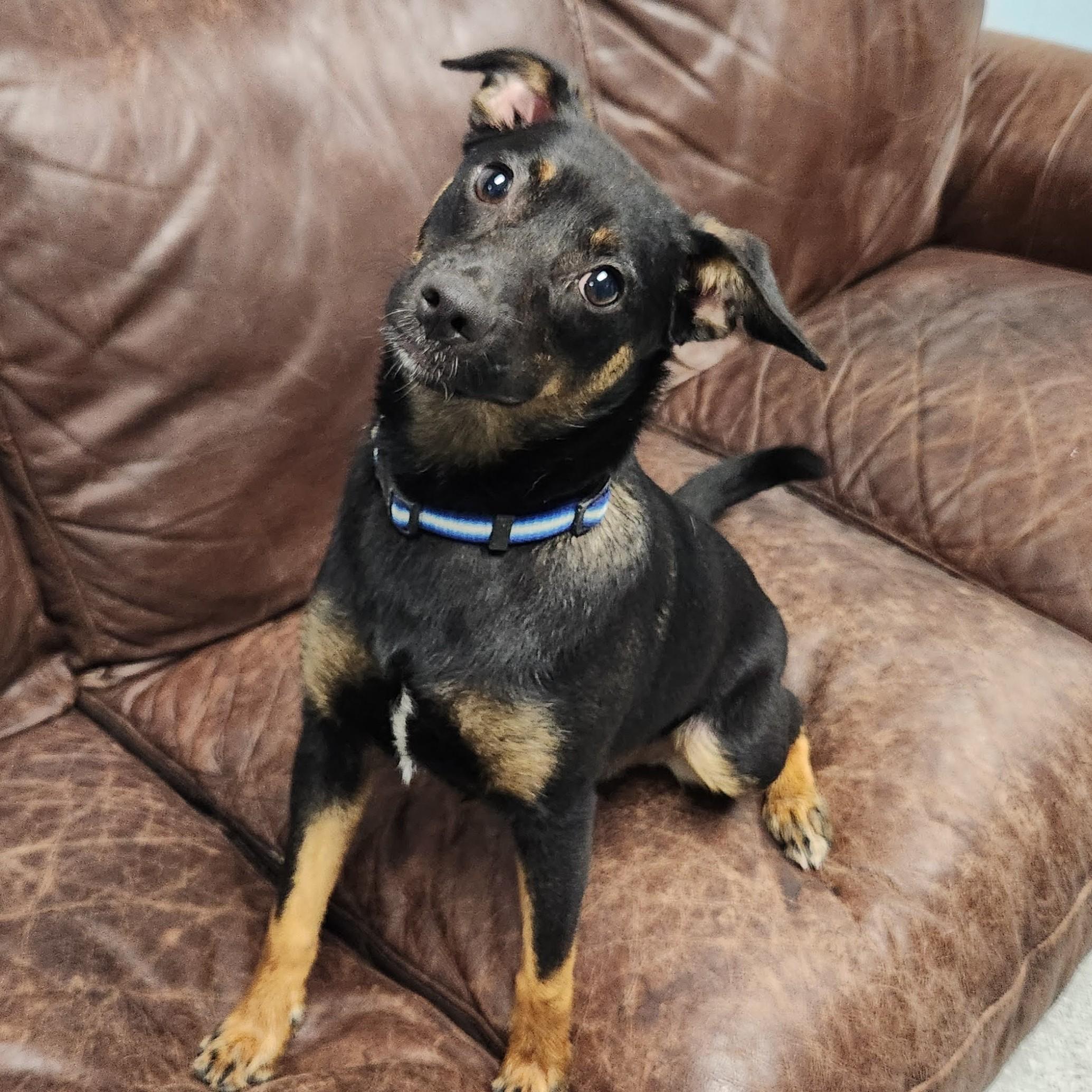 Enlarge Petunia, an adopted mixed breed in Marshfield, WI image 3/6