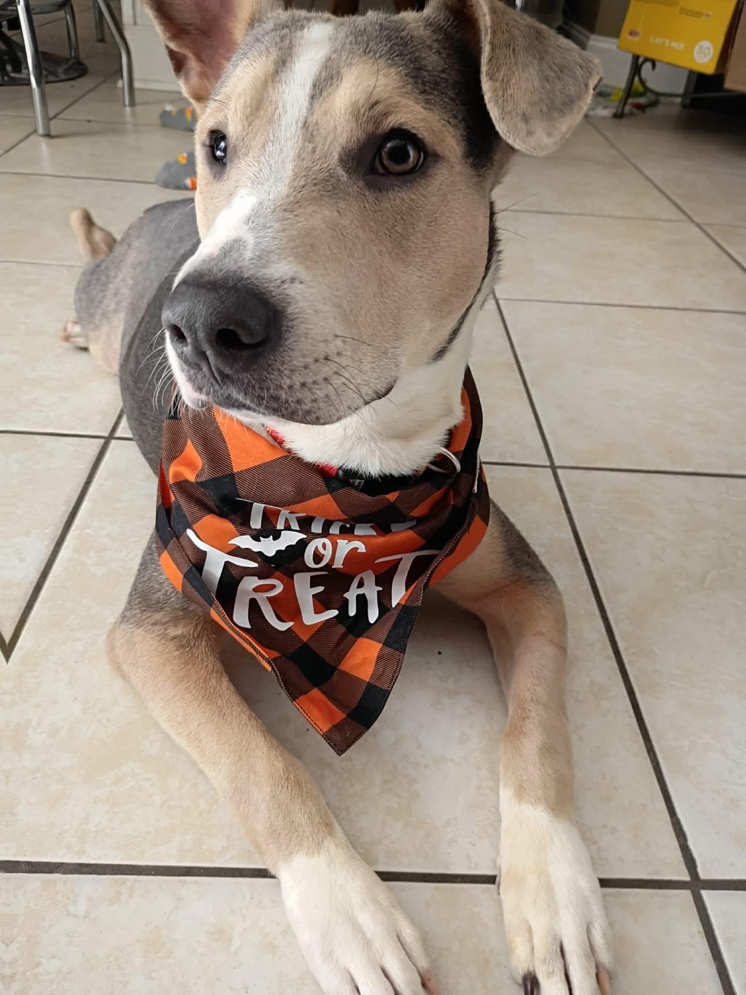 Marcus, a Adoptable mixed breed in Winder, GA image 1/3