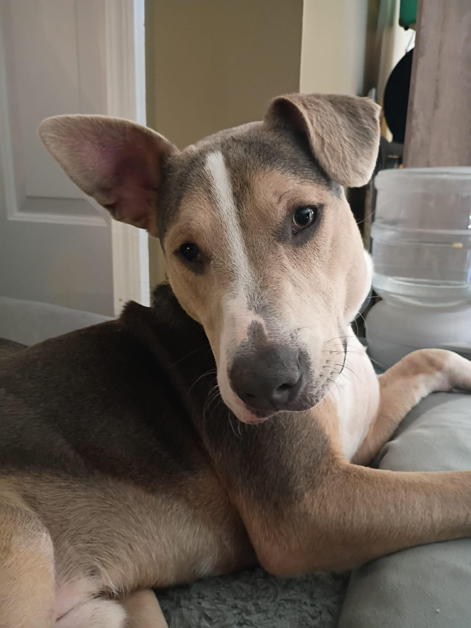 Marcus, a Adoptable mixed breed in Winder, GA image 2/3