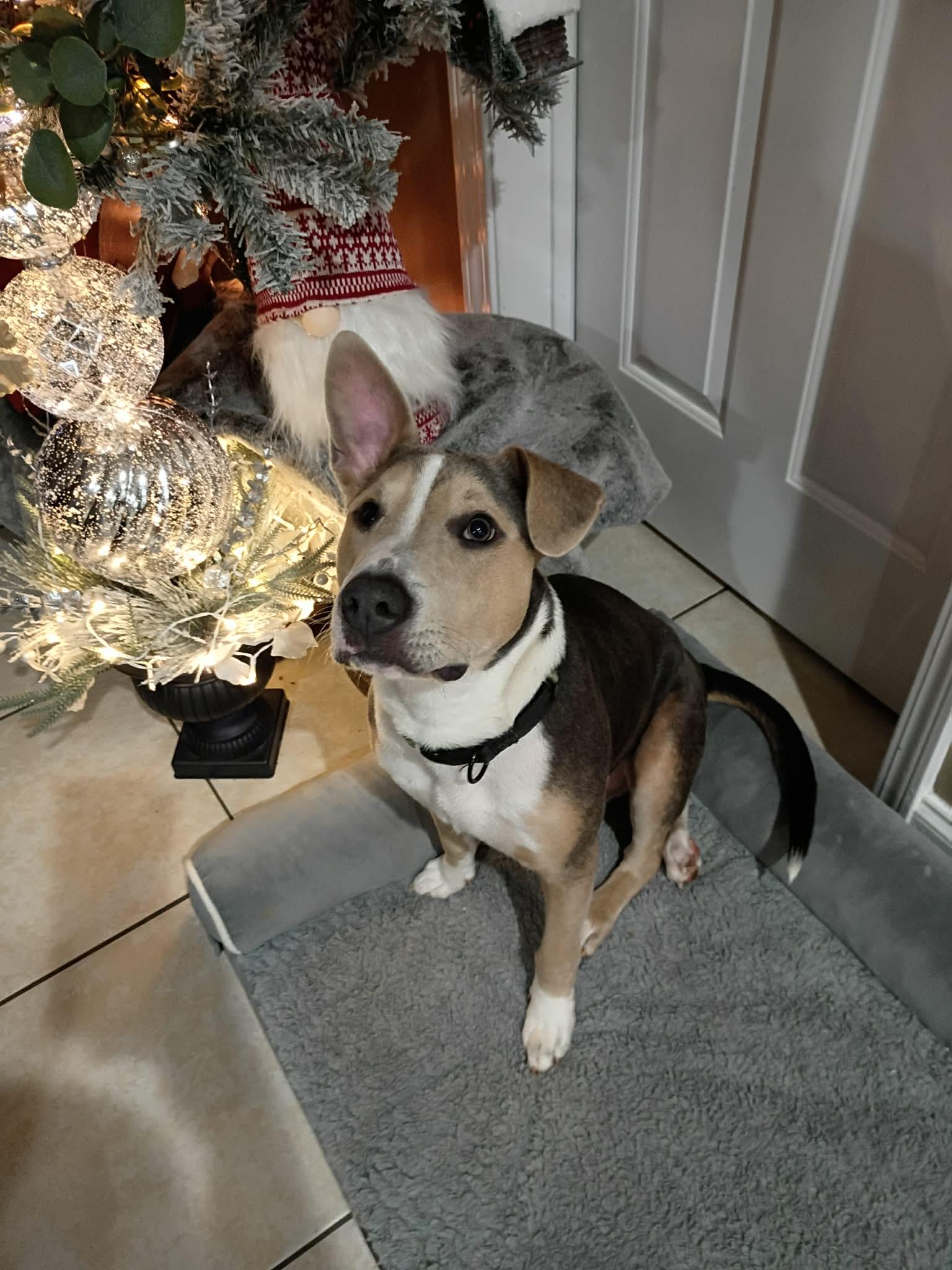 Marcus, a Adoptable mixed breed in Winder, GA image 3/3