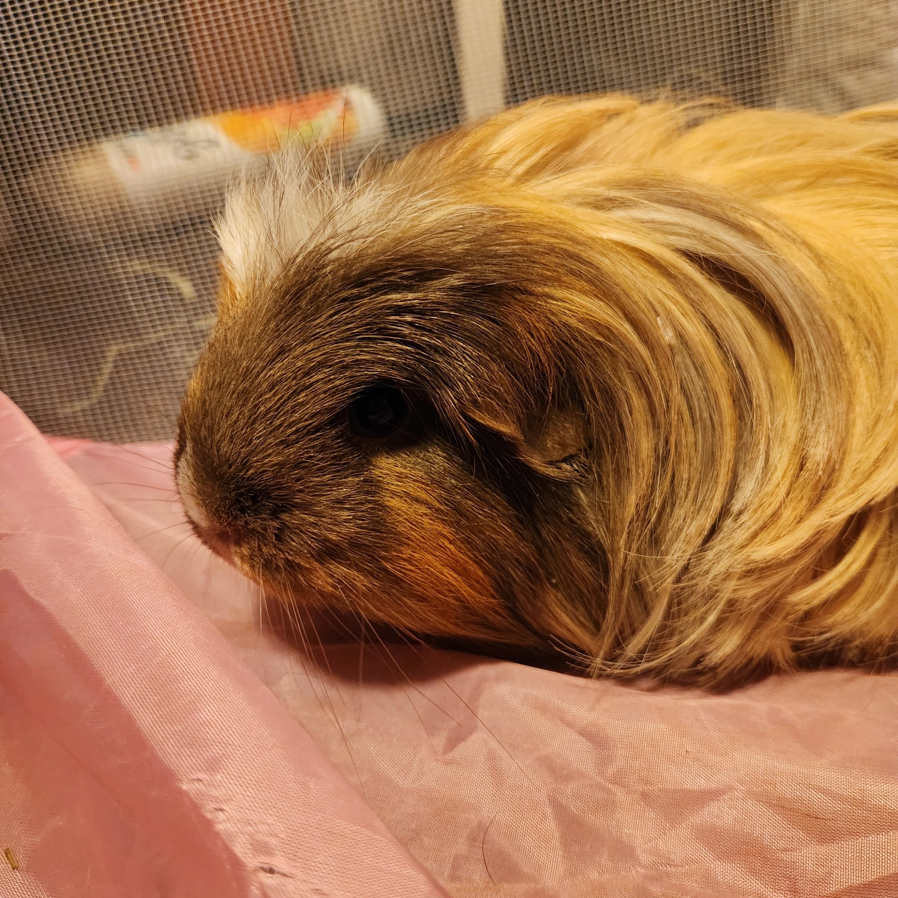 Enlarge Hazel & Brownie **Courtesy post**, an adopted mixed breed in Olympia, WA image 4/5