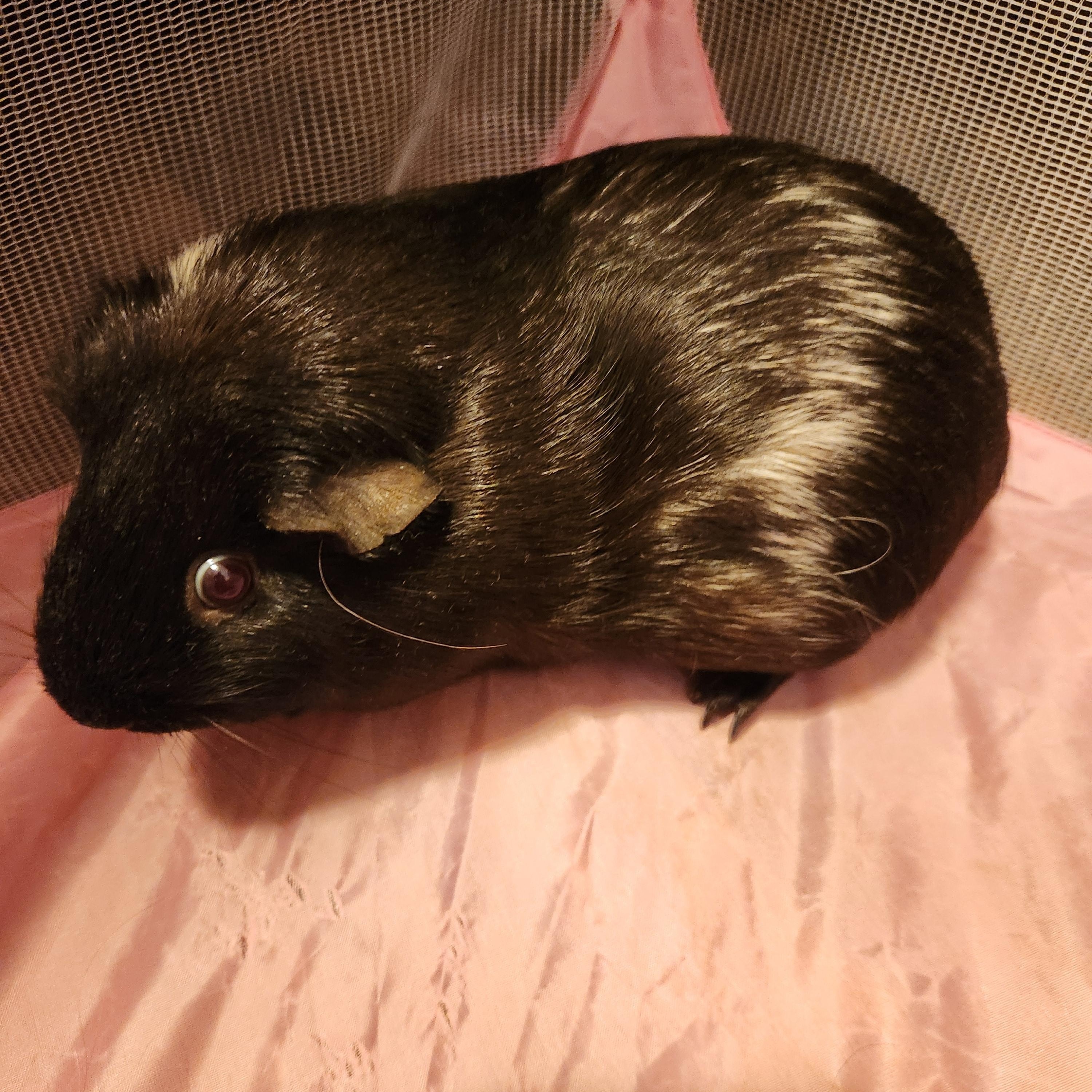 Hazel & Brownie **Courtesy post**, adopted, Adult Female Guinea Pig.