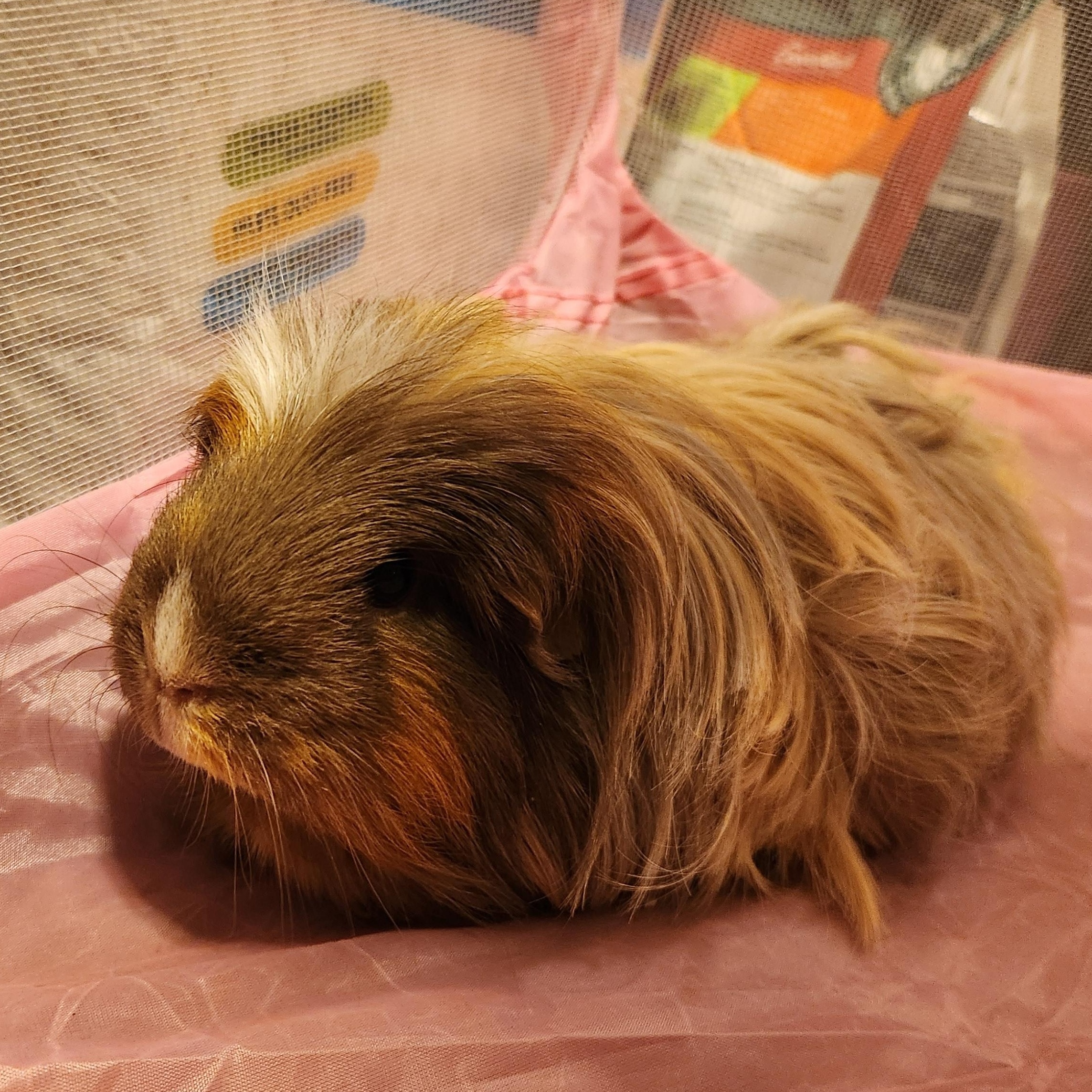 Enlarge Hazel & Brownie **Courtesy post**, an adopted mixed breed in Olympia, WA image 2/5