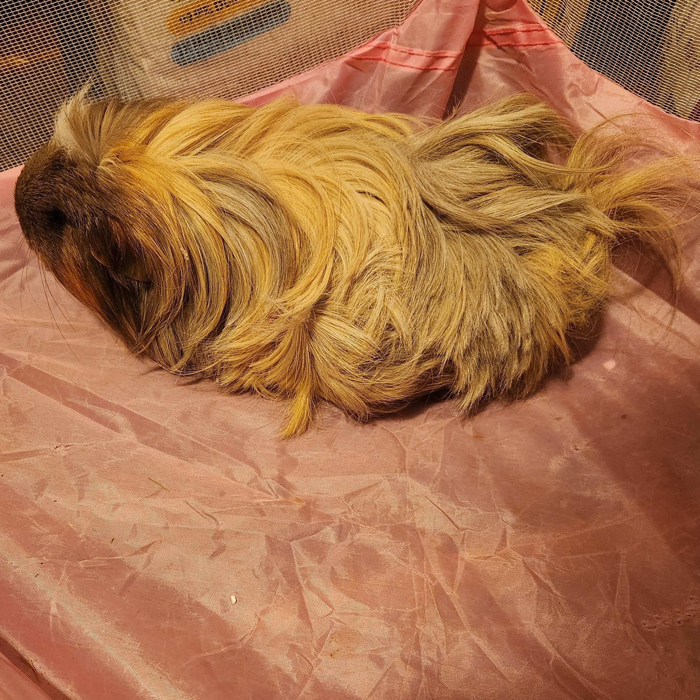 Enlarge Hazel & Brownie **Courtesy post**, an adopted mixed breed in Olympia, WA image 5/5